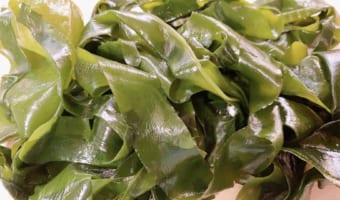 「海藻」と「海草」って違いはあるの？同じ海の植物の総称では・・・ない！