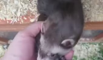 【強い絆】初出産したフェレットのママが、自分から飼い主さんに我が子を渡してくれるようになりました！
