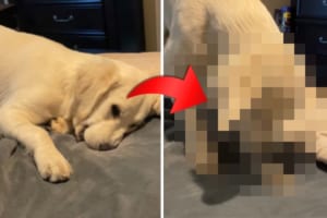 ここ掘れワンワン？ベッドの上にいるワンコ、鼻センサーで何かを感知したのか突然・・・