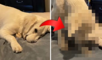 ここ掘れワンワン？ベッドの上にいるワンコ、鼻センサーで何かを感知したのか突然・・・