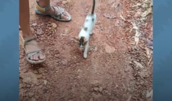 カップルについて回って離れない人懐っこい野良の子猫。その後の展開が温かくて素敵!