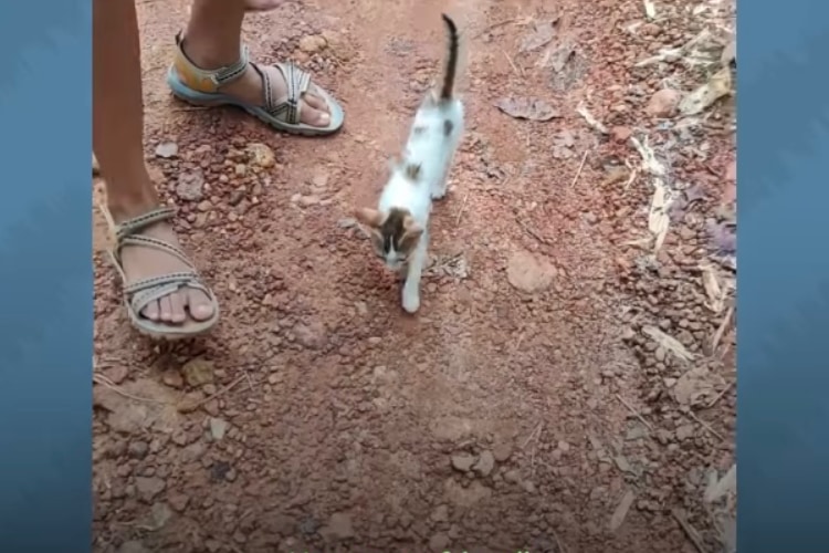 カップルについて回って離れない人懐っこい野良の子猫。その後の展開が温かくて素敵！