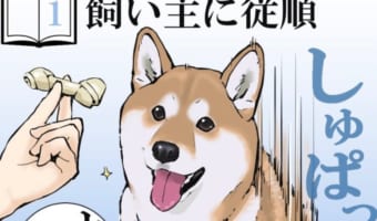 「分かりみが深い」柴犬を実際に飼う前と後とでの認識の補正を描いたイラストに共感の嵐!