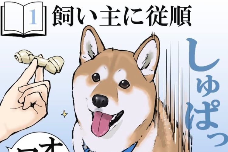 「分かりみが深い」柴犬を実際に飼う前と後とでの認識の補正を描いたイラストに共感の嵐！