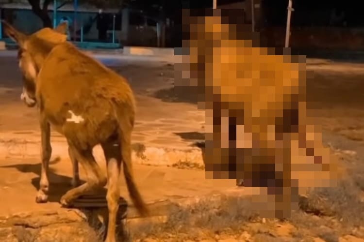 シンクロ率100%！立ち姿も動作も全く同じ、見事なユニゾンを見せたロバさんたち