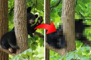 木の上で遊んでいたコグマちゃん、どんどんおネムになってきたようで・・・