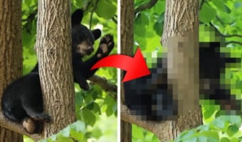 木の上で遊んでいたコグマちゃん、どんどんおネムになってきたようで・・・