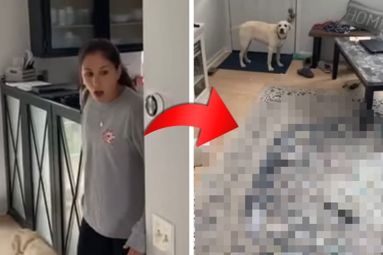 「なんてことに・・・」惨状と化したリビングと、なぜか誇らしげなワンコの姿に呆気にとられる飼い主さんなのでした