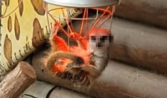 偶然？それとも狙ってた？ランプの中でくつろぎながらドヤってくるミーアキャット