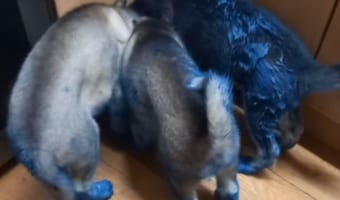 ちょっと目を放した隙に・・・子犬たちの仕業で家の中がペンキまみれに!