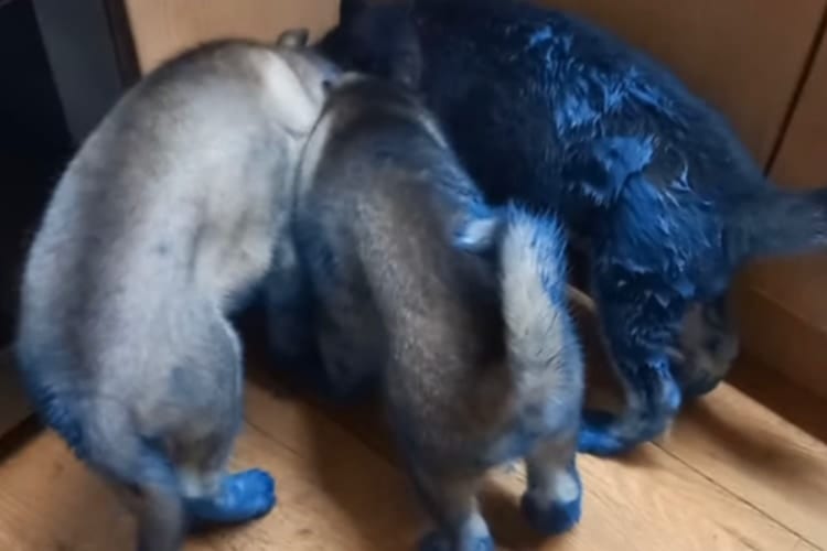 ちょっと目を放した隙に・・・子犬たちの仕業で家の中がペンキまみれに！