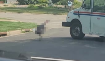 番犬ならぬ番鳥？！郵便車を追い払いたい七面鳥のしつこさが怖いけどおもしろい