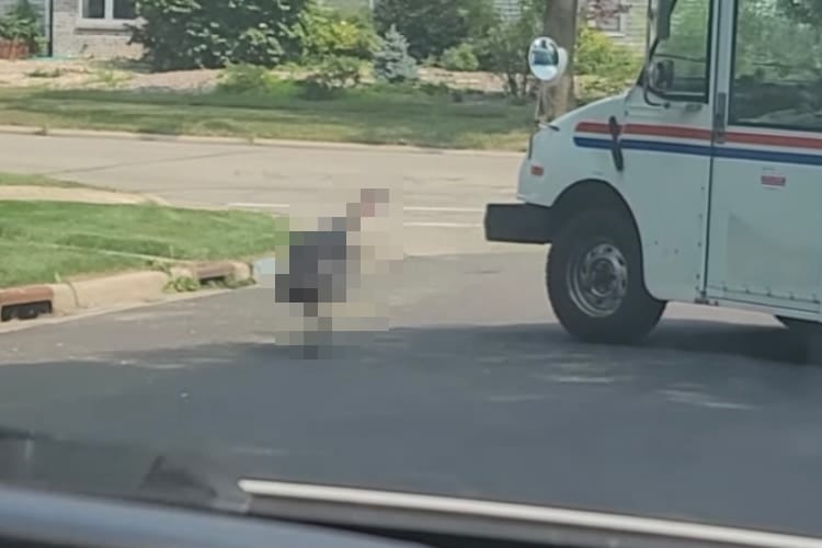 番犬ならぬ番鳥？！郵便車を追い払いたい七面鳥のしつこさが怖いけどおもしろい