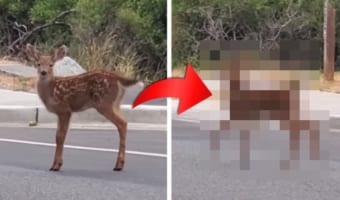 トコトコ駆け足で道路を横断しようとした小鹿ちゃん。車が動く気配がないと分かるや否や・・・