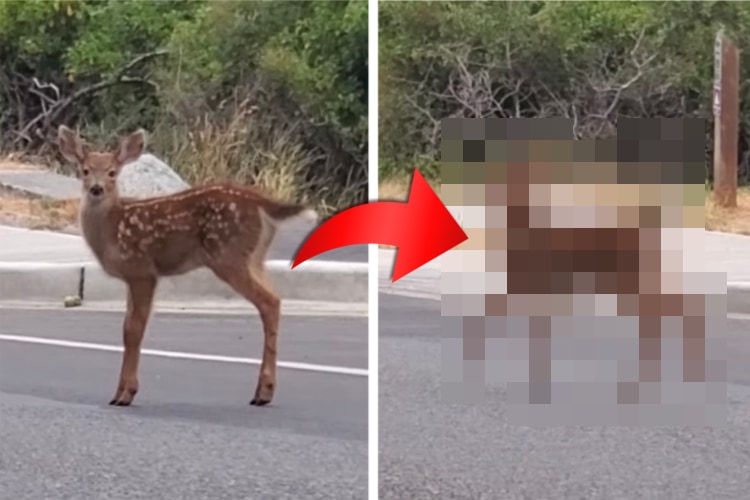 トコトコ駆け足で道路を横断しようとした小鹿ちゃん。車が動く気配がないと分かるや否や・・・