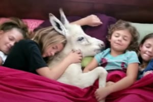 人間のお姉ちゃんたちと赤ちゃんロバの、種を超えた仲良し姉妹にほっこり！