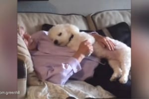 犬が好きではなかったおじいちゃん、一緒に暮らし始めてその気持ちが変化した様子を孫が撮影