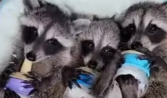 かわいさが大渋滞！寝っ転がって哺乳瓶を抱えるアライグマの赤ちゃんたちの姿がヤバい