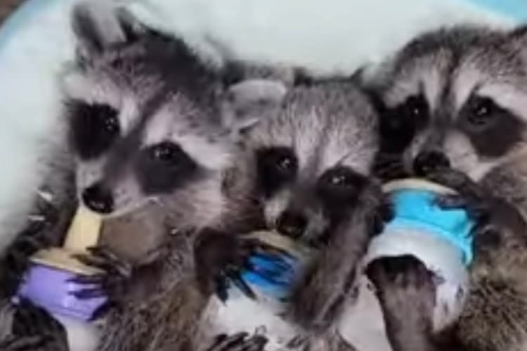 かわいさが大渋滞！寝っ転がって哺乳瓶を抱えるアライグマの赤ちゃんたちの姿がヤバい