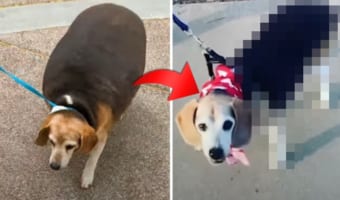 劇的ビフォーアフター!体が大きくなりすぎたワンコが、見事ダイエットに成功しました!