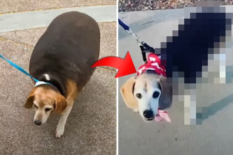 劇的ビフォーアフター！体が大きくなりすぎたワンコが、見事ダイエットに成功しました！