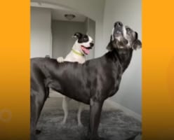 友達ができなくてひとりぼっちのワンコは、お隣にやってきた子と親友になれました