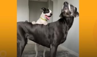 友達ができなくてひとりぼっちのワンコは、お隣にやってきた子と親友になれました