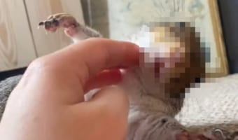 人間のママにくすぐられるのが大好きなリス。「くすぐって!」アピールと反応がとってもかわいい!