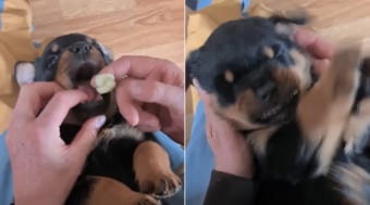 「なになに？それおいしいの？」とばかりにお薬を口にしたワンコ。予想外の味だったのか、スゴい反応を見せる