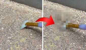 え?いたの??クモの見事な隠れっぷりに何度見ても感心させられる