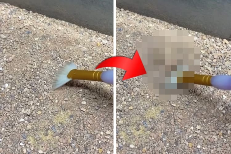 え？いたの？？クモの見事な隠れっぷりに何度見ても感心させられる