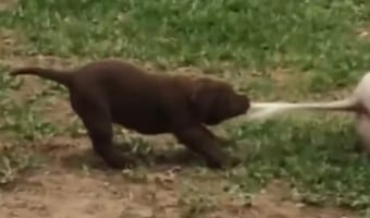 「ねぇ起きてよ～！」ブタさんと遊びたくて、しっぽを引っ張るやんちゃなワンコ