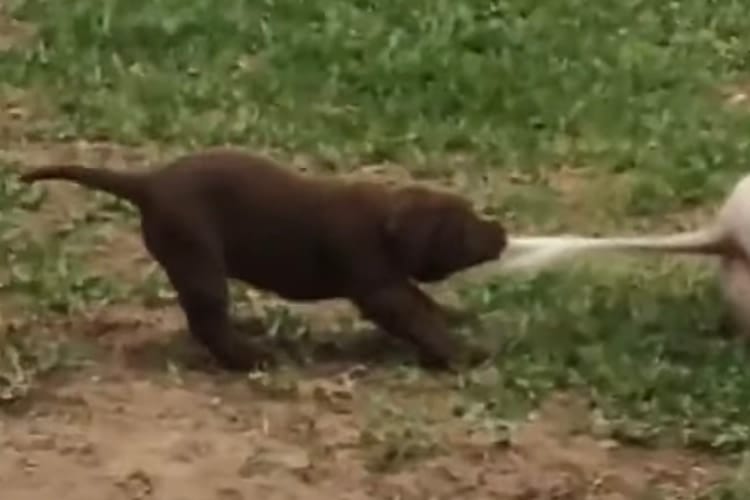 「ねぇ起きてよ～！」ブタさんと遊びたくて、しっぽを引っ張るやんちゃなワンコ