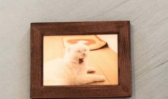 かわいいニャンコの写真になるはずが・・・写真用紙の裏表を逆に印刷してしまった結果が無残すぎる!!