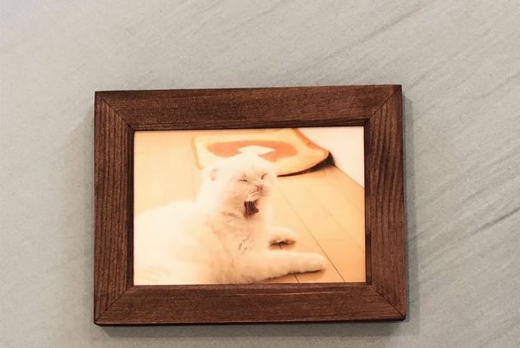 かわいいニャンコの写真になるはずが・・・写真用紙の裏表を逆に印刷してしまった結果が無残すぎる！！