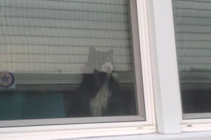 「ズルいニャ！」飼い主さんがワンコと外に出ると、嫉妬して窓を超高速で引っ掻くニャンコ