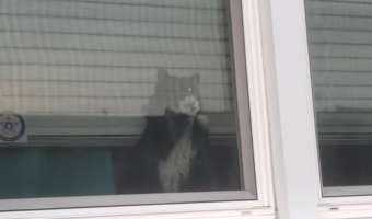 「ズルいニャ!」飼い主さんがワンコと外に出ると、嫉妬して窓を超高速で引っ掻くニャンコ