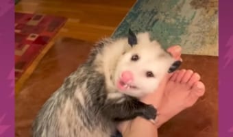 ひ弱だった子が超癒し系に！保護してくれた飼い主にキスするほど懐いたオポッサム