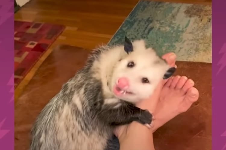 ひ弱だった子が超癒し系に！保護してくれた飼い主にキスするほど懐いたオポッサム