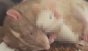 「はぁ~落ちチュく~」ネズミのぬいぐるみを抱いて寝るネズミさんの姿がかわいすぎる