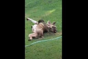 ワンコとアヒルはベストフレンド！とっても楽しそうにじゃれ合う光景がとってお微笑ましい！