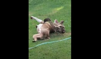 ワンコとアヒルはベストフレンド!とっても楽しそうにじゃれ合う光景がとってお微笑ましい!