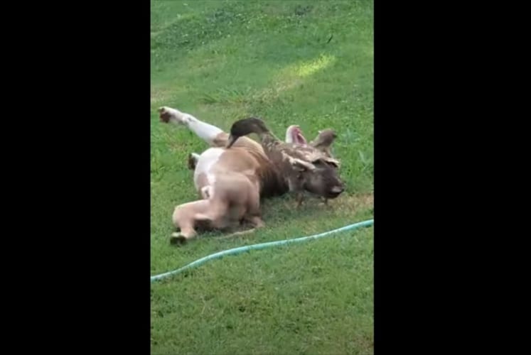 ワンコとアヒルはベストフレンド！とっても楽しそうにじゃれ合う光景がとってお微笑ましい！