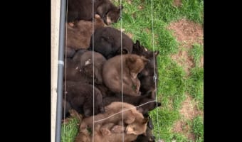【かわいすぎる】クマの赤ちゃんたちが団子の様に寄り集まっている姿をご覧ください