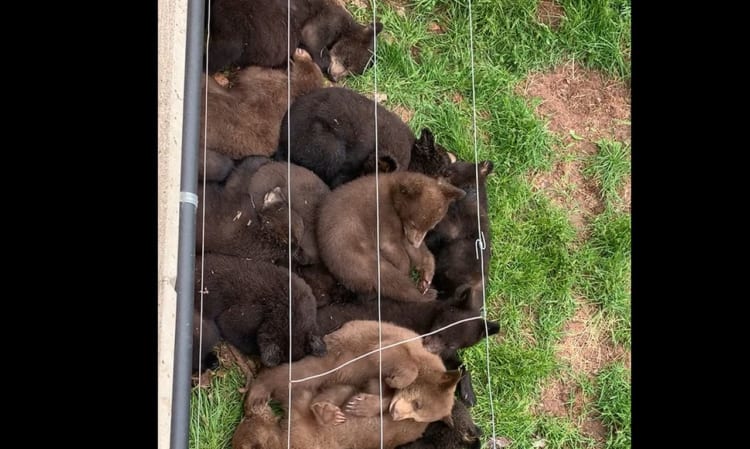 【かわいすぎる】クマの赤ちゃんたちが団子の様に寄り集まっている姿をご覧ください