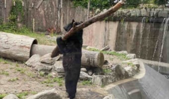 めちゃくちゃ打ちそう! 野球が上手そうな直立不動のクマが動物園に!!【木を振り回すアクションシーンも必見】