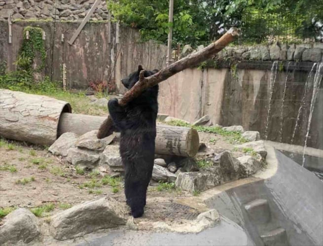 めちゃくちゃ打ちそう！ 野球が上手そうな直立不動のクマが動物園に！！【木を振り回すアクションシーンも必見】