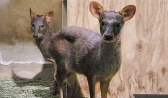 【神戸どうぶつ王国】アイドル動物だけじゃない!目立たないけど実はスゴい動物をご紹介!!