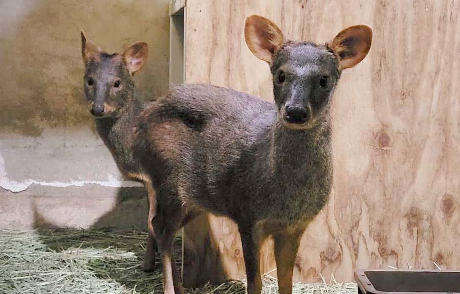 【神戸どうぶつ王国】アイドル動物だけじゃない！目立たないけど実はスゴい動物をご紹介！！