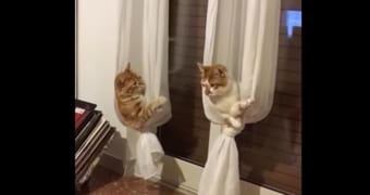 スゴくかわいい！カーテンをハンモックにしてまったりするニャンコたち